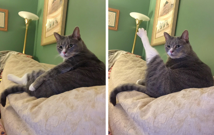 19 Cats That Are Just Too Cool for This Ordinary World