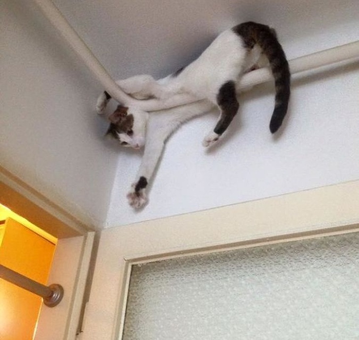 19 Cats That Are Just Too Cool for This Ordinary World