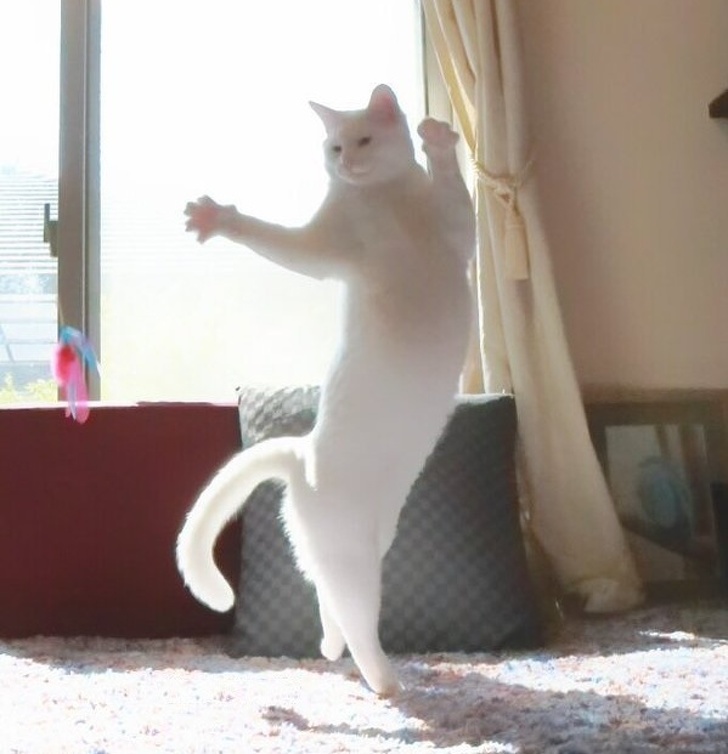 19 Cats That Are Just Too Cool for This Ordinary World