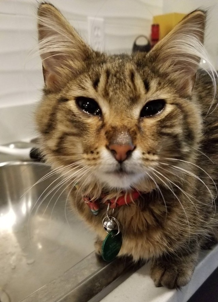 19 Cats That Are Just Too Cool for This Ordinary World