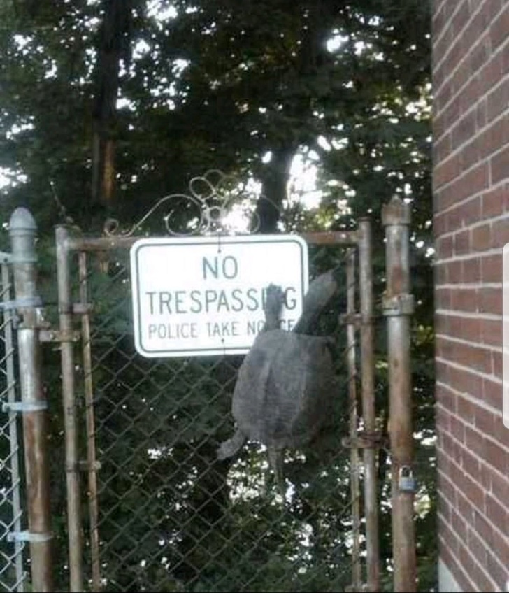 20 Photos Proving That Nature Can Joke Around Better Than a Stand-Up Comic