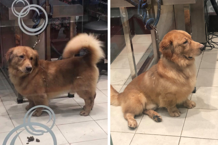 20 Unusual Mixed Dog Breeds That Are Totally Pawsome