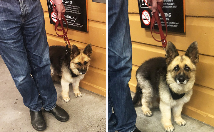 20 Unusual Mixed Dog Breeds That Are Totally Pawsome