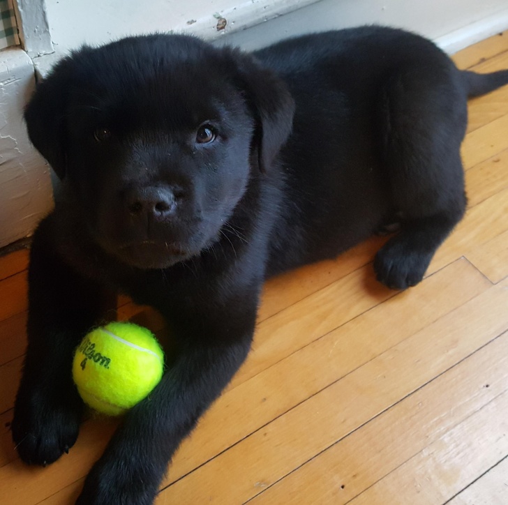 20 Unusual Mixed Dog Breeds That Are Totally Pawsome