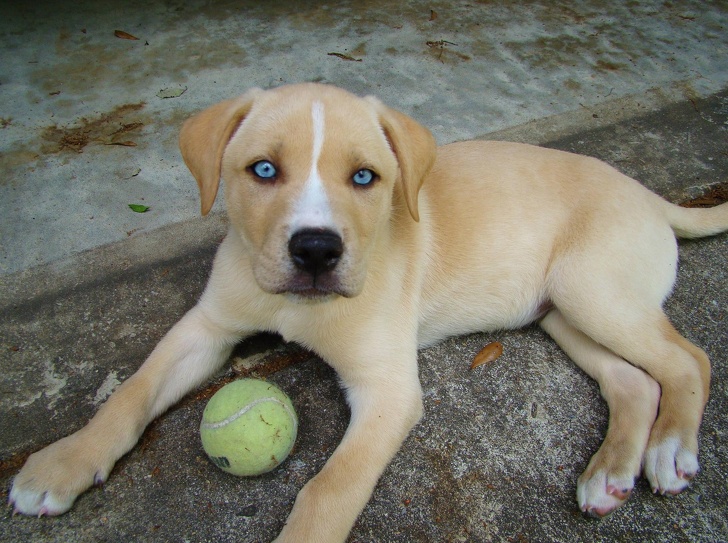 20 Unusual Mixed Dog Breeds That Are Totally Pawsome