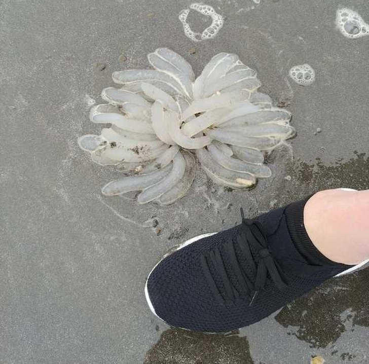 20 Surprising Finds From Internet Users That Few People Know the Real Purpose Of