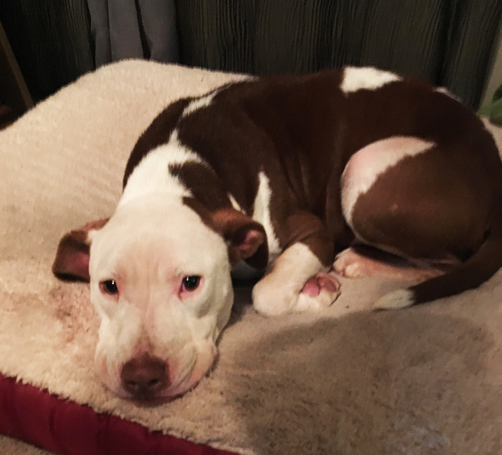 19 People Who Were Against Keeping Pets, but Can’t Live Without Them Now