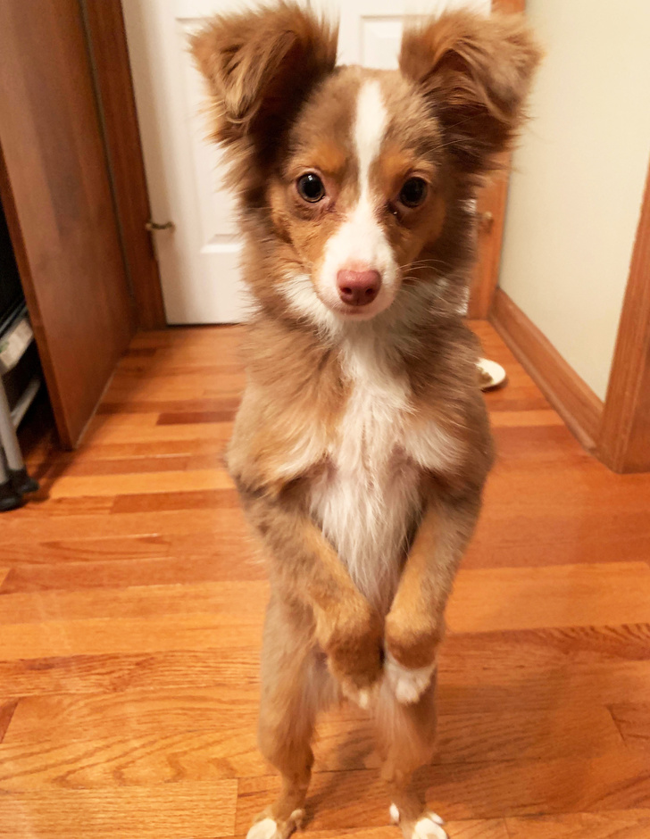 19 People Who Were Against Keeping Pets, but Can’t Live Without Them Now