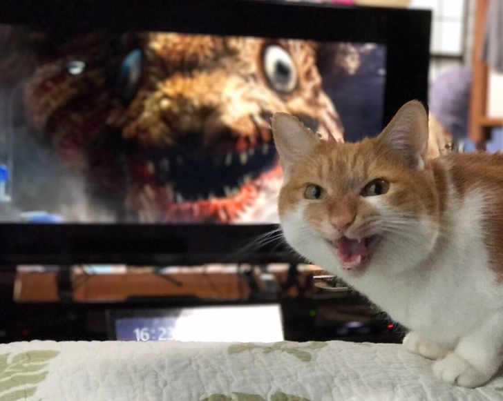 23 Pictures From People Who Had Just One Chance to Take a Photo and They Didn’t Miss It