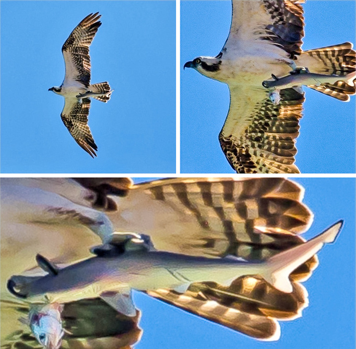 23 Pictures From People Who Had Just One Chance to Take a Photo and They Didn’t Miss It