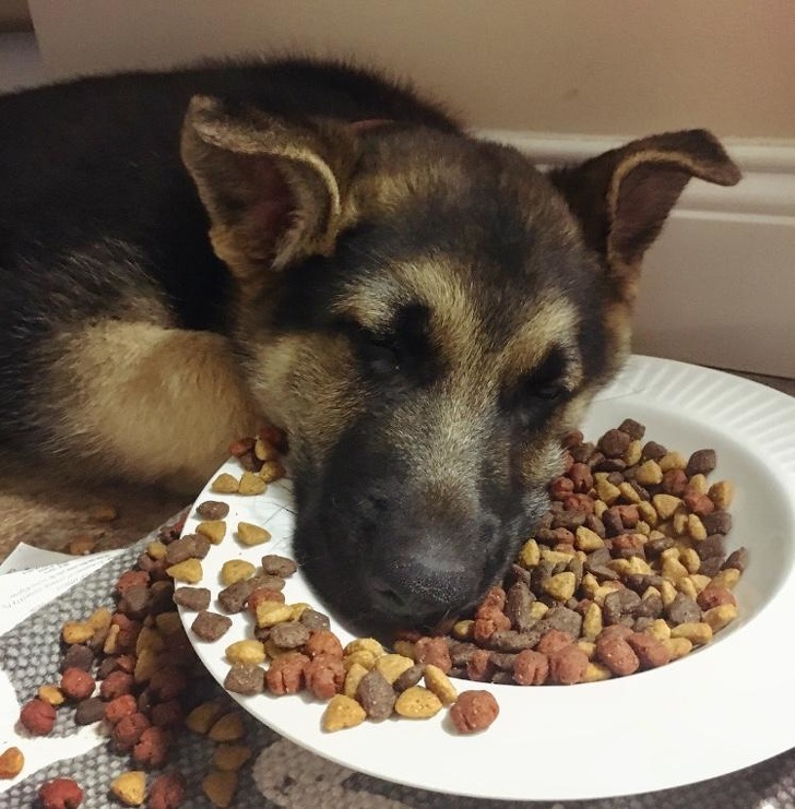 21 Dog Photos That Are Better Than Any Antidepressants