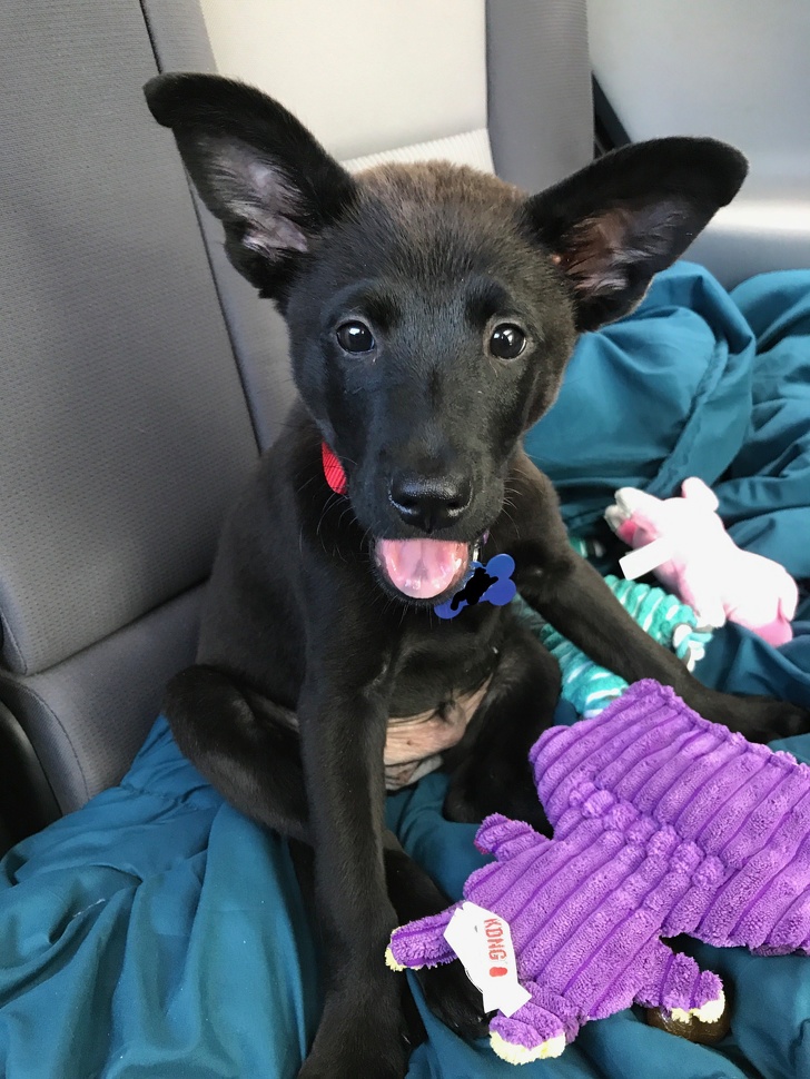 21 Dog Photos That Are Better Than Any Antidepressants