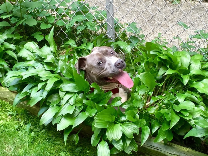 21 Dog Photos That Are Better Than Any Antidepressants