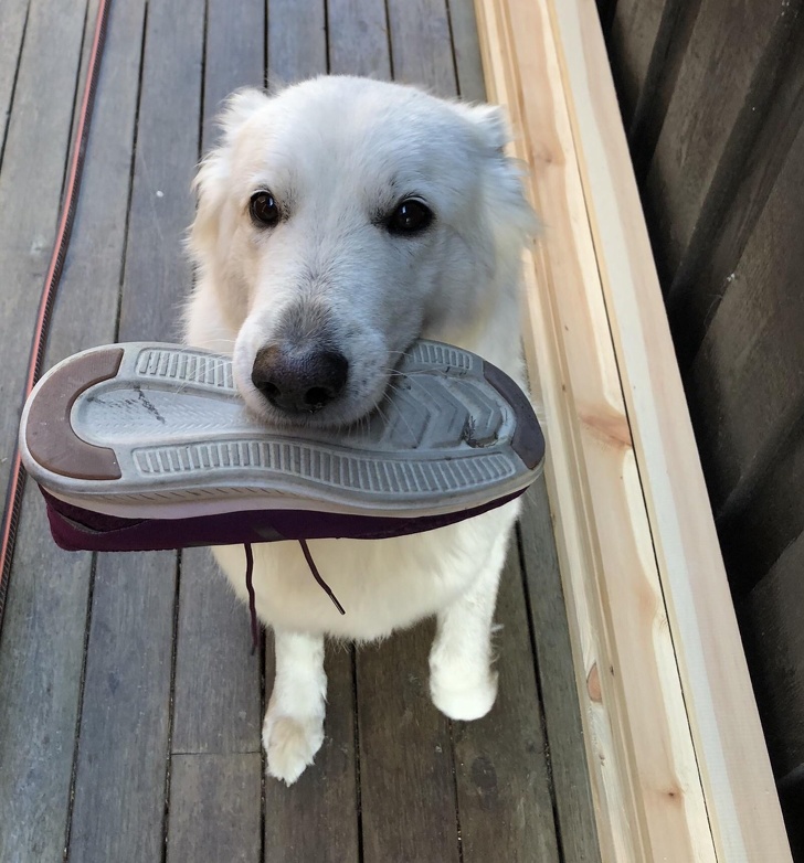 21 Dog Photos That Are Better Than Any Antidepressants