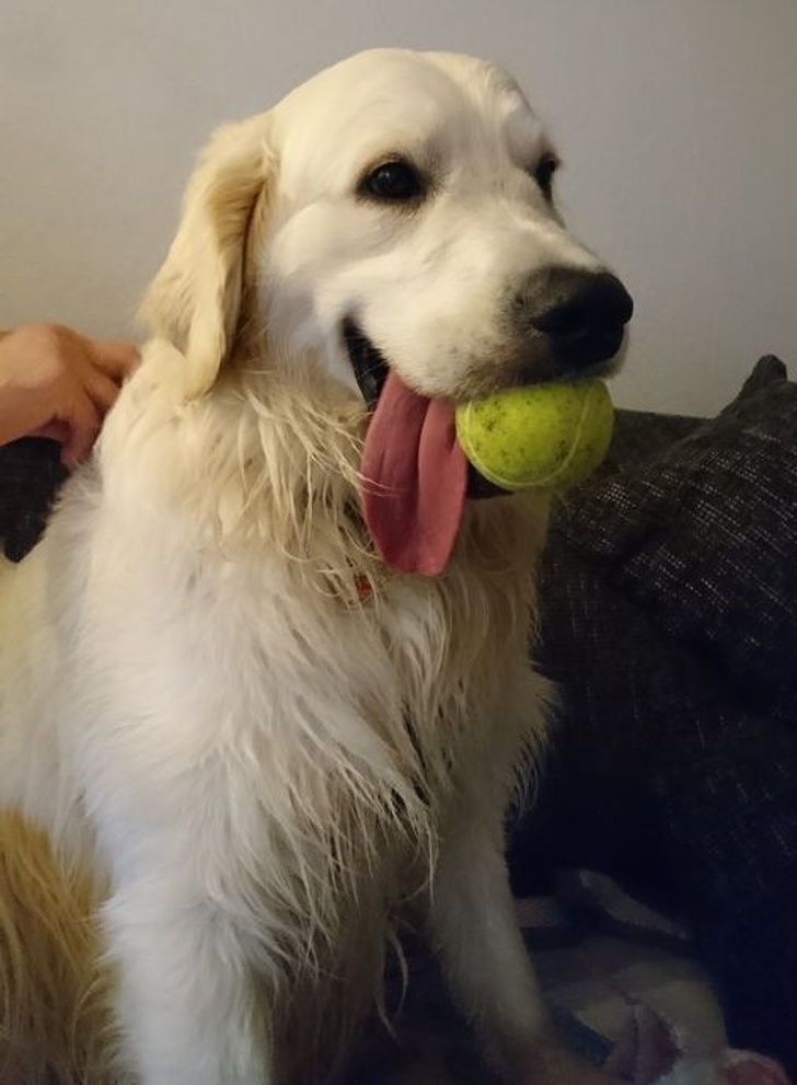 21 Dog Photos That Are Better Than Any Antidepressants