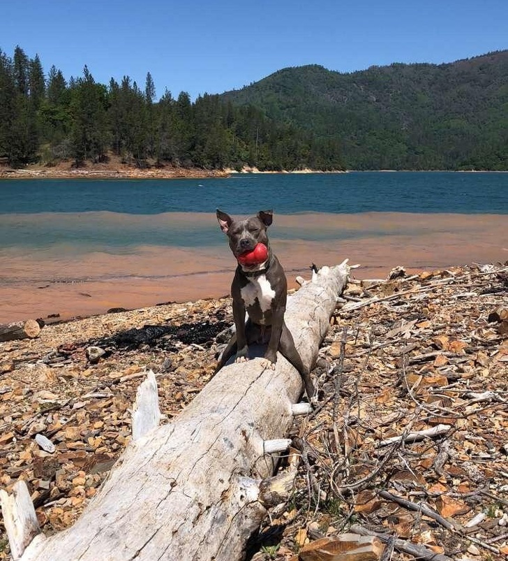 21 Dog Photos That Are Better Than Any Antidepressants