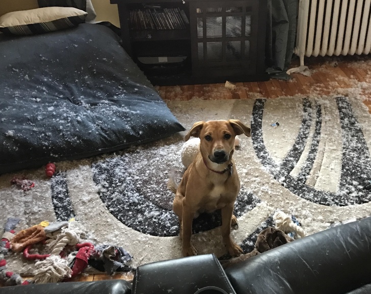 21 Dog Photos That Are Better Than Any Antidepressants