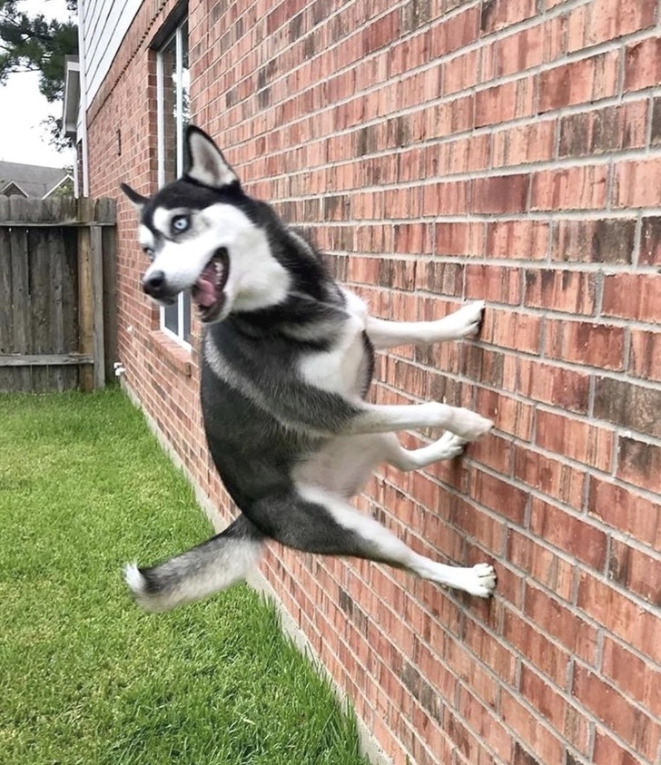 21 Dog Photos That Are Better Than Any Antidepressants