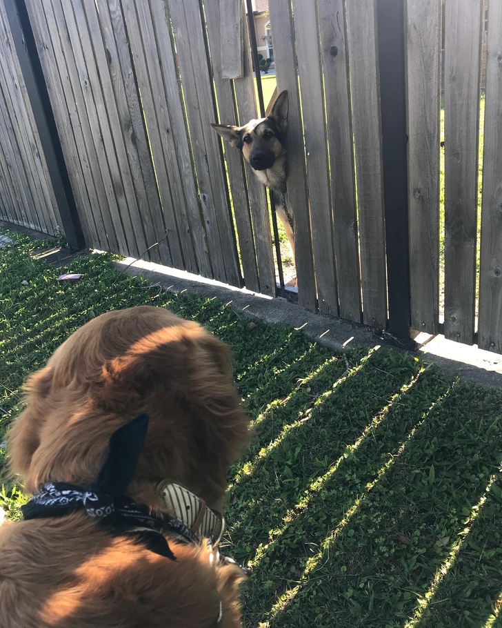 21 Dog Photos That Are Better Than Any Antidepressants