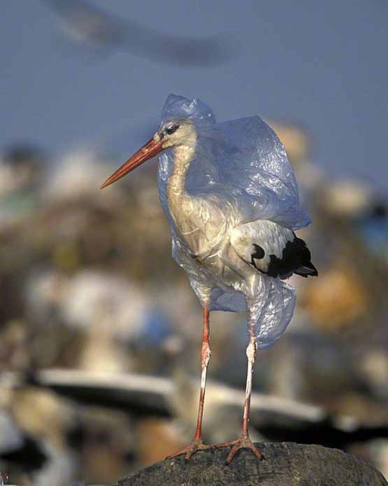 How Every Plastic Bottle You Throw Away Affects The Animals - Small Joys