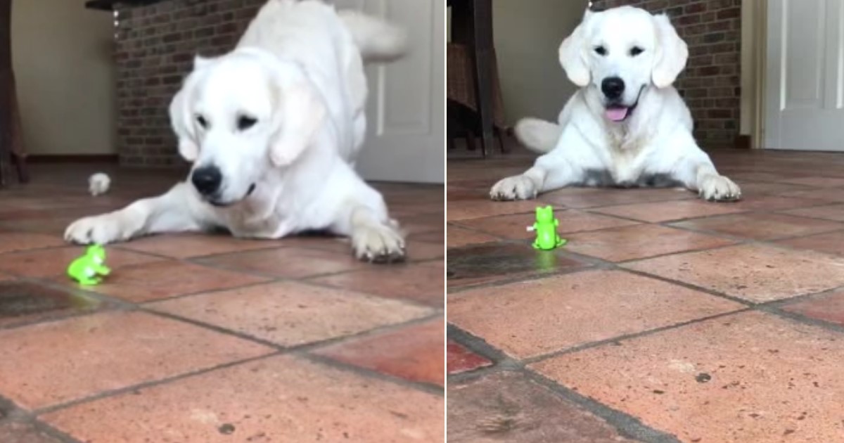 jumping frog toy for dogs