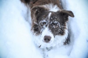 USA : Une loi interdit désormais de laisser ses animaux de 