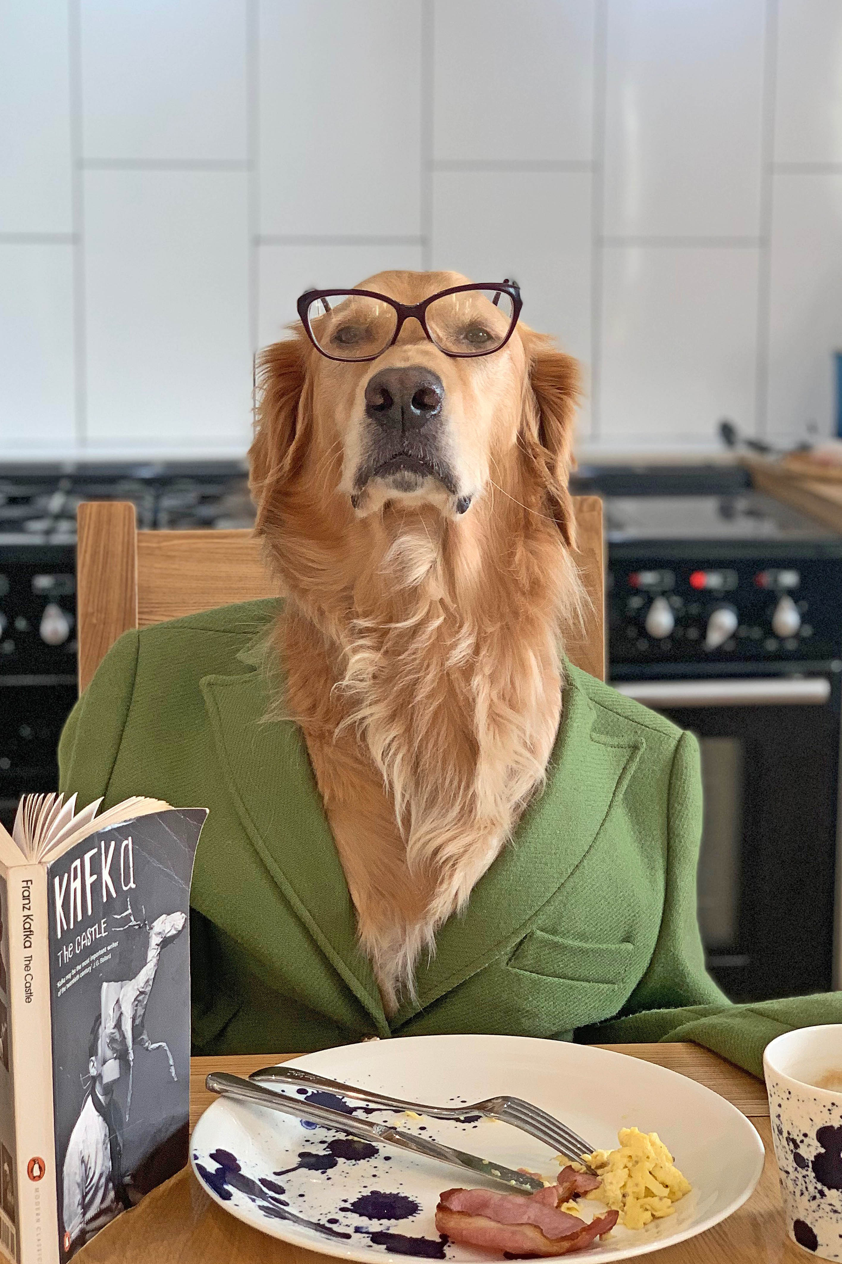 Golden Retrievers Wearing Human Clothes Enjoyed The Daily Mundane Tasks
