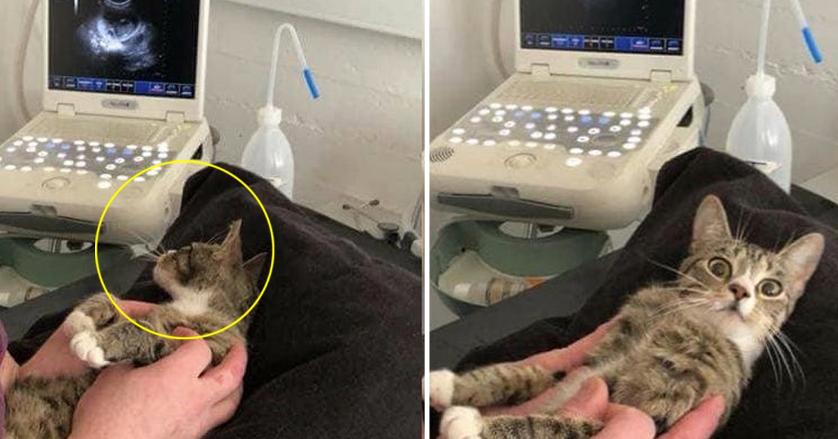 Cat Gives Surprising Reaction When Goes For An Ultrasound And Finds She ...