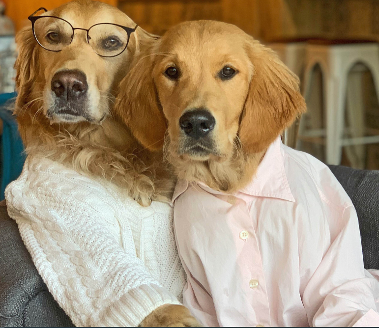Golden Retrievers Wearing Human Clothes Enjoyed The Daily Mundane Tasks