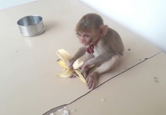Un Chien Intelligent Transporte Sur Son Dos Un Bebe Singe Abandonne Au Poste De Police Vonjour