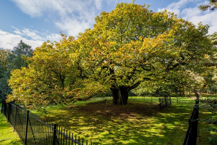 Legendary 1,000-Year-Old Oak Tree That John Lennon Once Climbed Valued ...