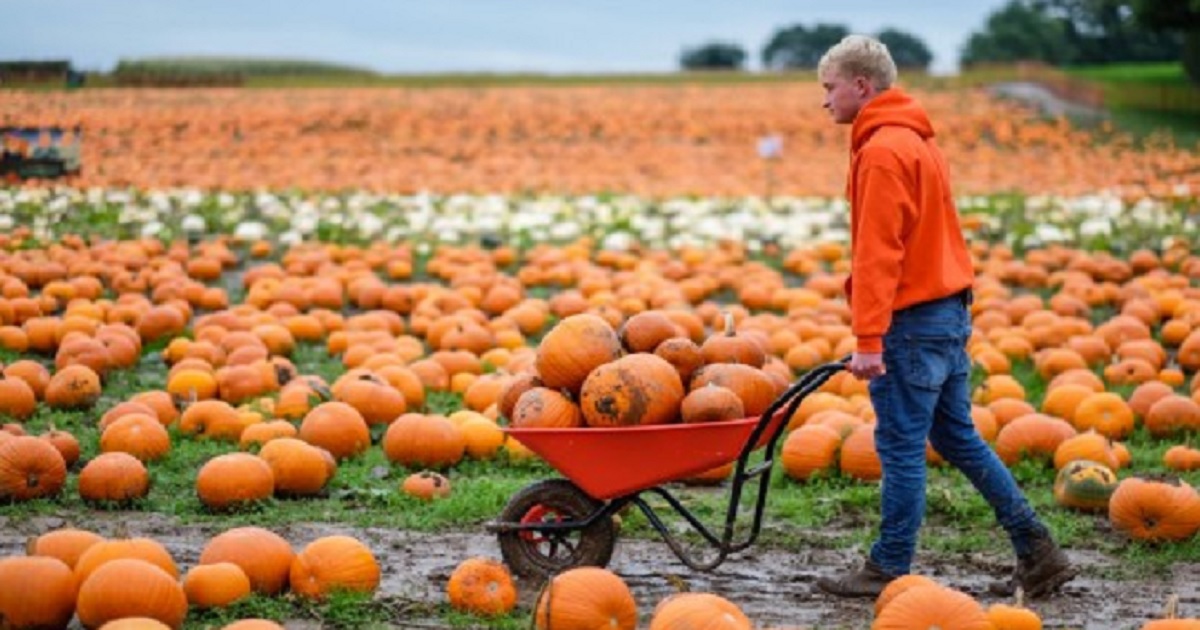 A Pumpkin Farm This Young Man Started When He Was 13 Years Old Became