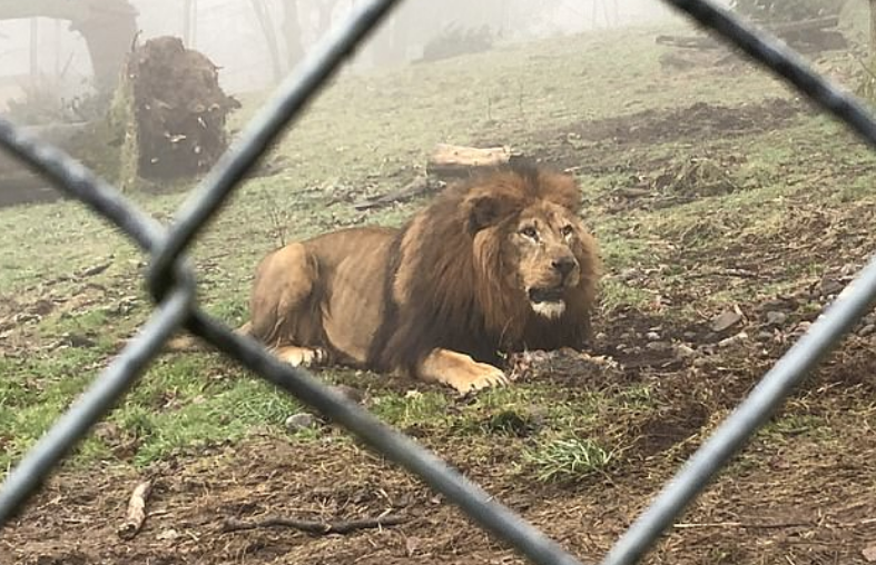 Human vs. Beast Challenge at Dartmoor Zoo Lets Visitors Play Tug of War