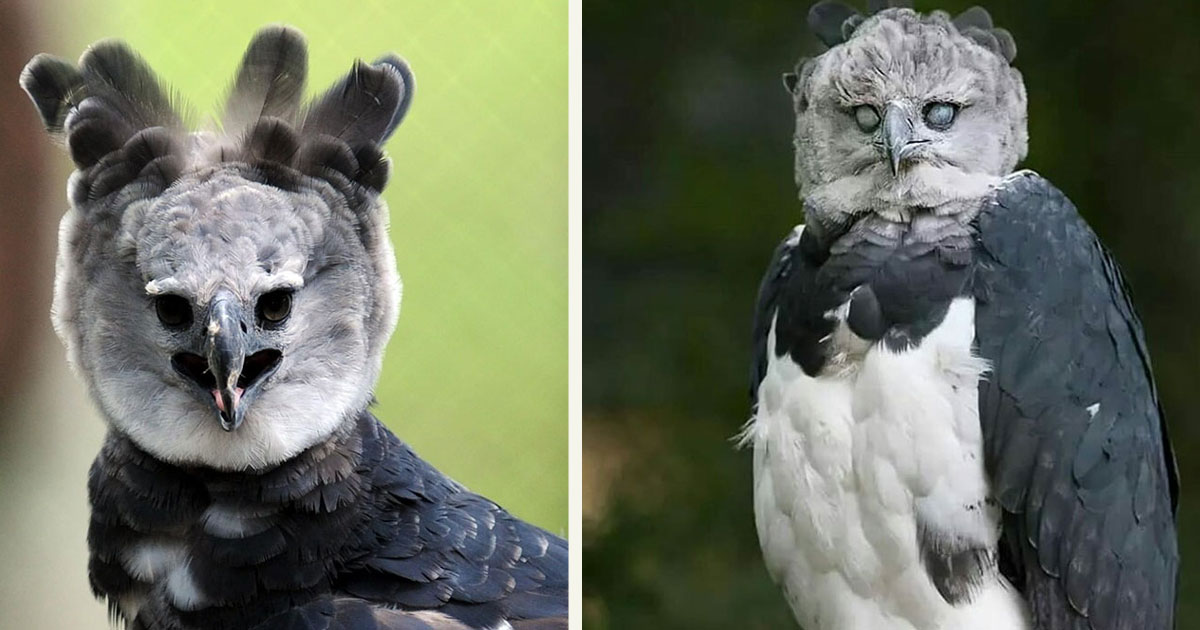 Meet The Harpy Eagle, The Biggest Eagle In The World