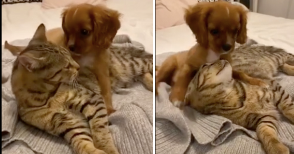 An Adorable Moment When Cat and Puppy Cuddle With Each Other Small Joys