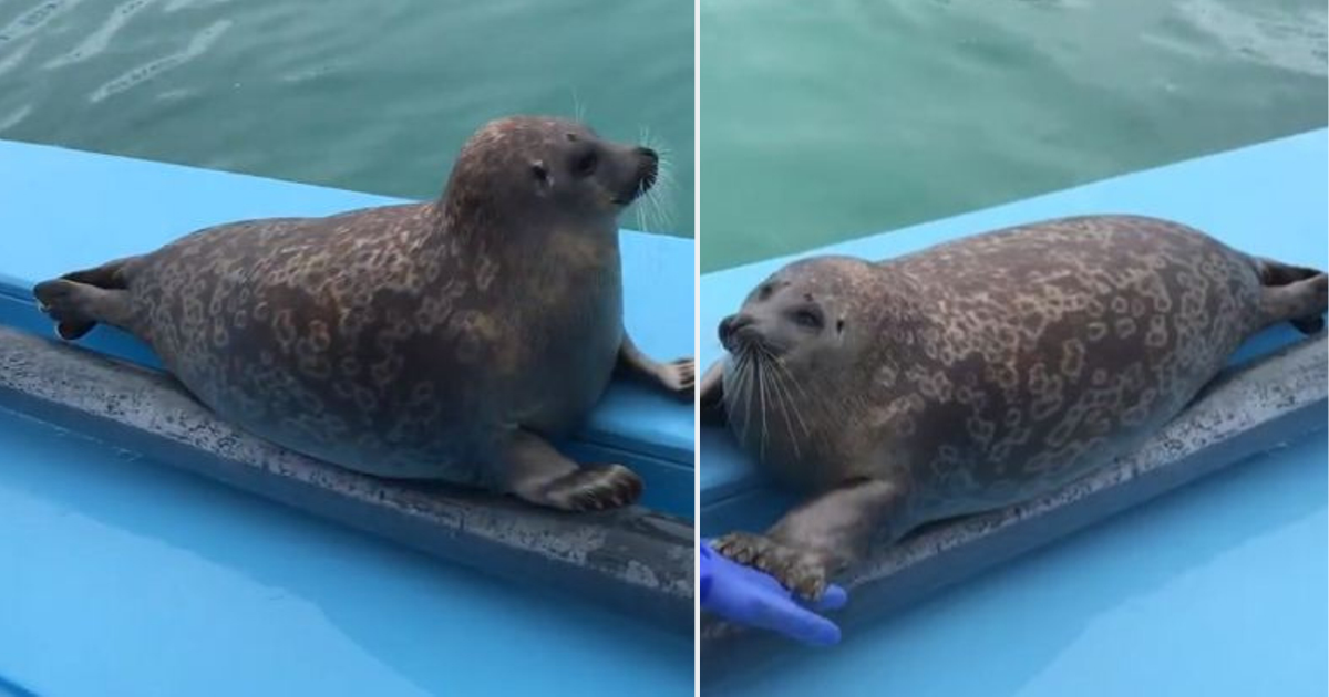 Cute Baby Seal Performs A Fantastic Trick For Onlookers Small Joys