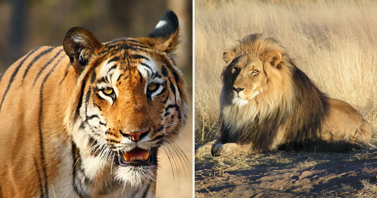 Homme Qui Vit Avec Les Lions Un homme vit avec 5 tigres et 2 lions - Vonjour