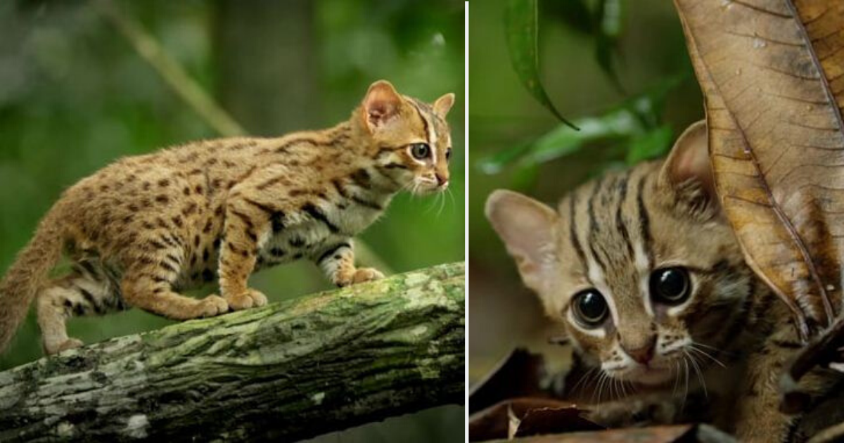 This is The World's Smallest Cat and The Most Adorable One You Will