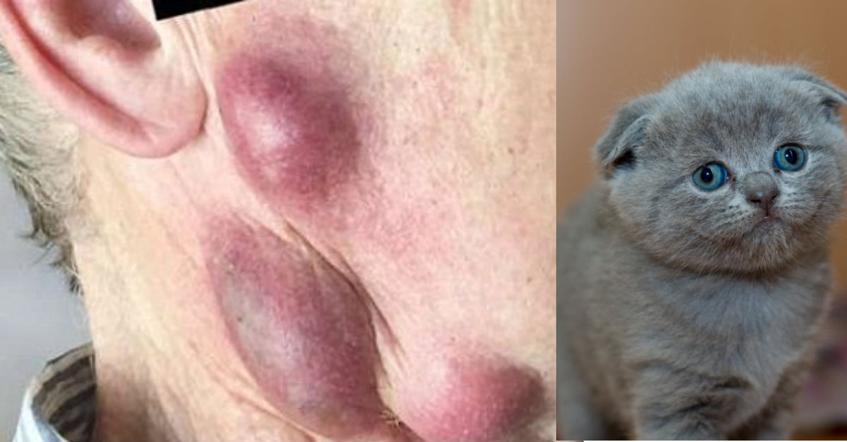 This Could Happen To Anyone Who Owns A Cat