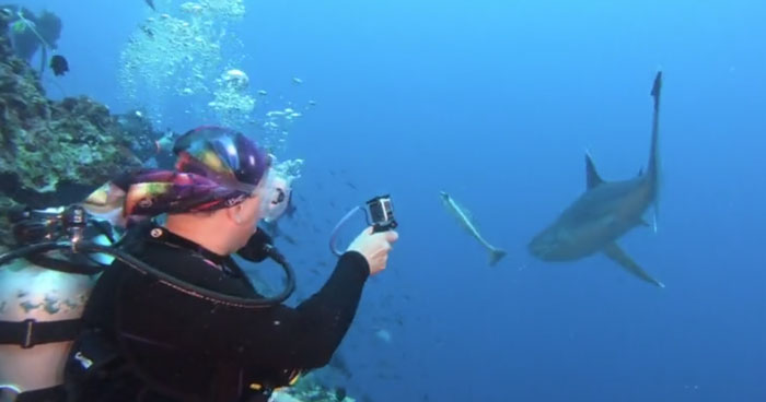 Scuba Diver Punched A Shark On Its Snout After It Came Close To Her ...