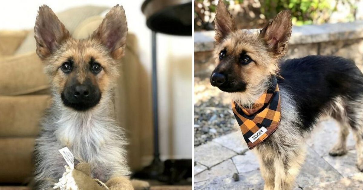 2 Year Old German Shepherd Has A Rare Condition That Makes It Still ...