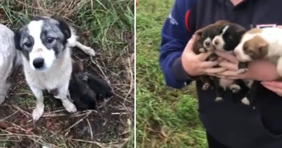 A Stray Dog And Her Pups Were Rescued By Heroes After Finding Them At ...