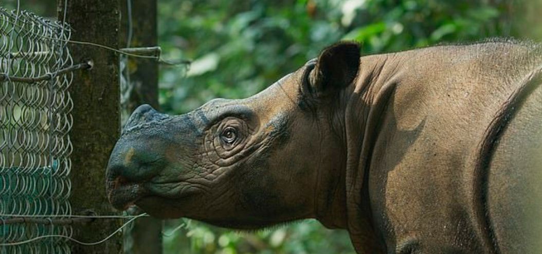 Last Sumatran Rhinoceros Died of Cancer In Malaysia and the Species Is