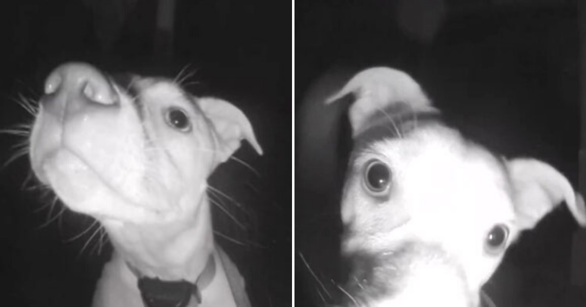 Dog Caught On Camera Ringing The Doorbell At 2 AM Small Joys