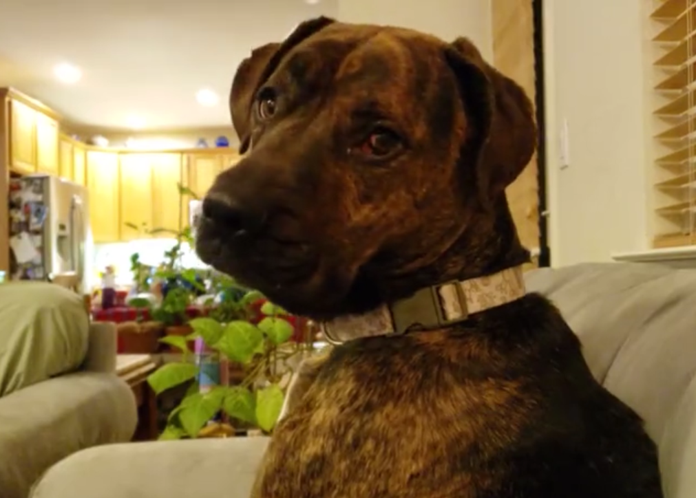 Dog With Selective Hearing Responds Only To The 'Magic' Word - Small Joys