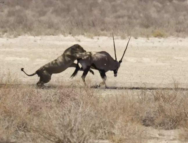 Photos Show How Antelope 'Allowed Itself' To Be Eaten By A Lion - Small ...