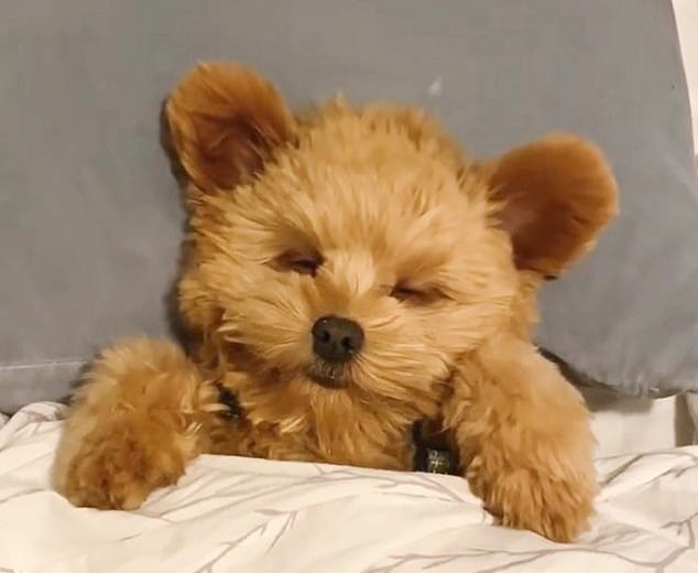 what puppy looks like a teddy bear