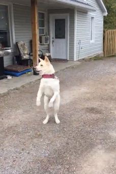 American Akita Literally Jumps For Joy When the Owner Comes Home