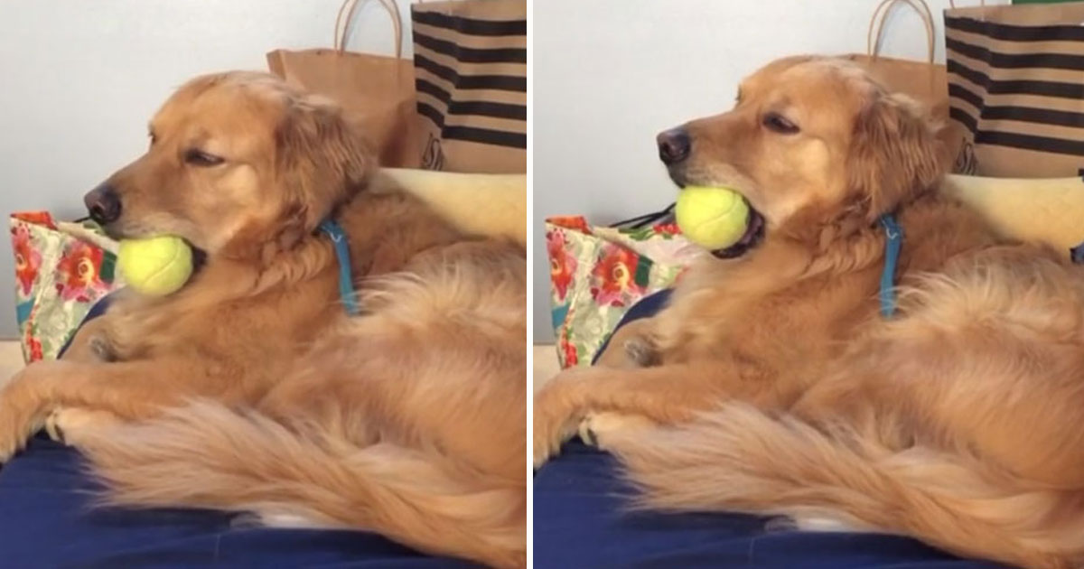 Sleepy Dog Holds His Favourite Toy In His Mouth So It Doesn’t Get ...