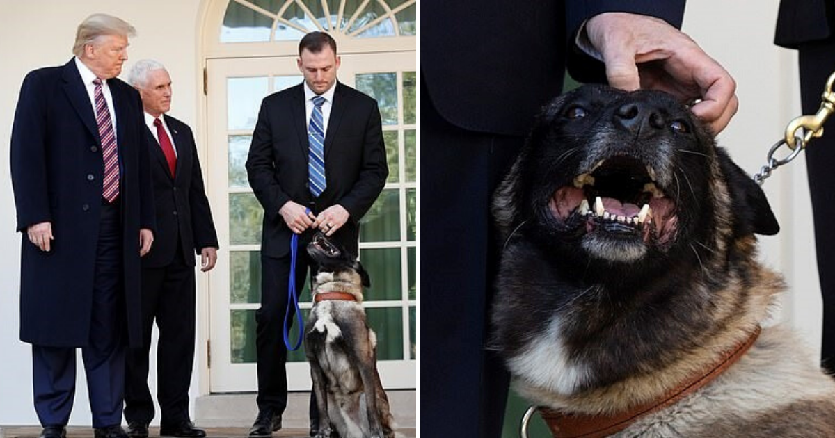 President Trump Honored Hero Dog Conan At A White House Ceremony ...